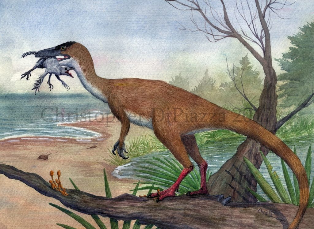 Khủng long mỹ cáp Compsognathus - 1