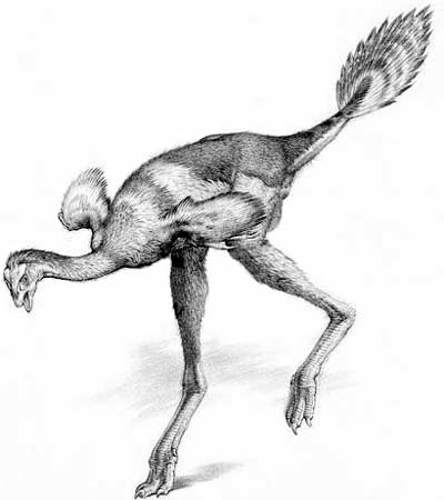 Khủng long đuôi lông vũ Caudipteryx - 1