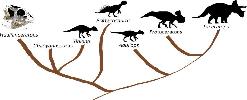 hủng long Triêu Dương (Chaoyangsaurus) - 10