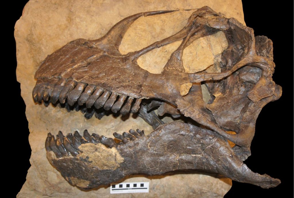 Khủng long khoang rỗng Camarasaurus - 10