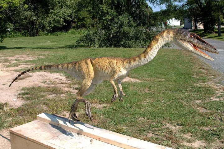 Khủng long xương khoang Coelophysis - 11