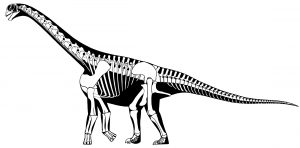 Khủng long khoang rỗng Camarasaurus - 11