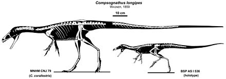 Khủng long mỹ cáp Compsognathus - 12