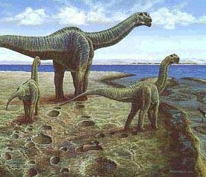 Khủng long Kình ngư Cetiosaurus - 12