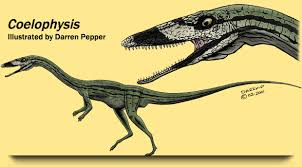 Khủng long xương khoang Coelophysis - 12