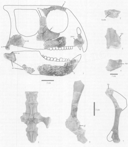 hủng long Triêu Dương (Chaoyangsaurus) - 12