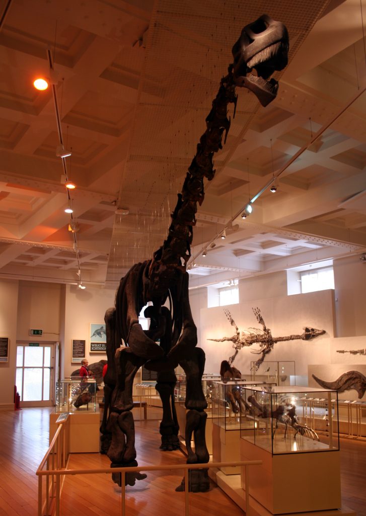 Khủng long Kình ngư Cetiosaurus - 13