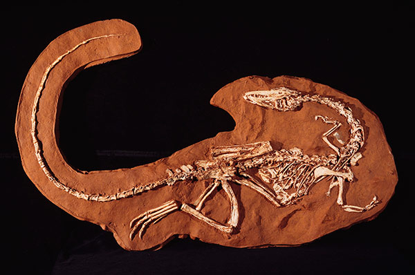 Khủng long xương khoang Coelophysis - 13