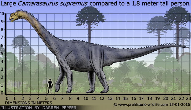 Khủng long khoang rỗng Camarasaurus - 14