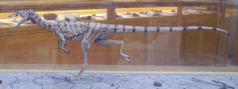 Khủng long mỹ cáp Compsognathus - 14