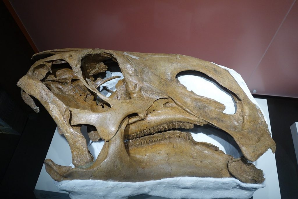 Khủng long mào ngắn Brachylophosaurus - 15