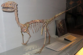 Khủng long xương khoang Coelophysis - 15