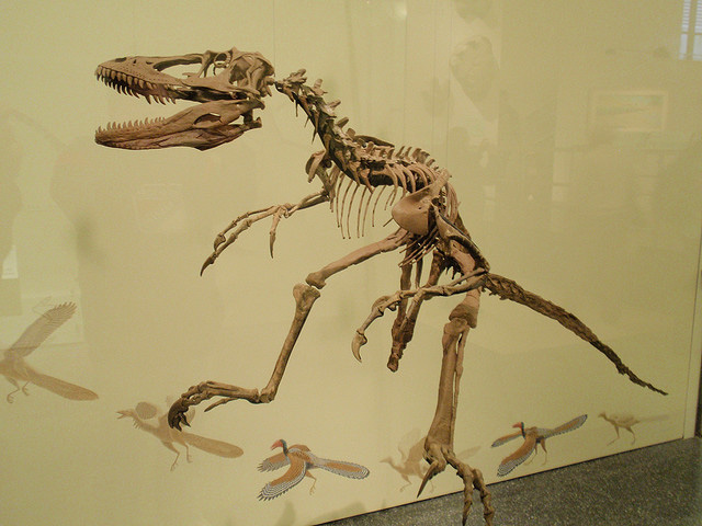 Khủng long xương khoang Coelophysis - 16