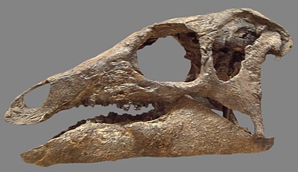 Khủng long linh hoạt Camptosaurus - 16