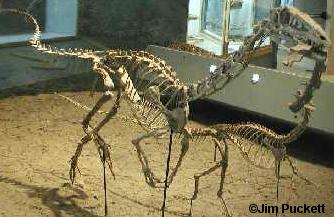 Khủng long xương khoang Coelophysis - 17