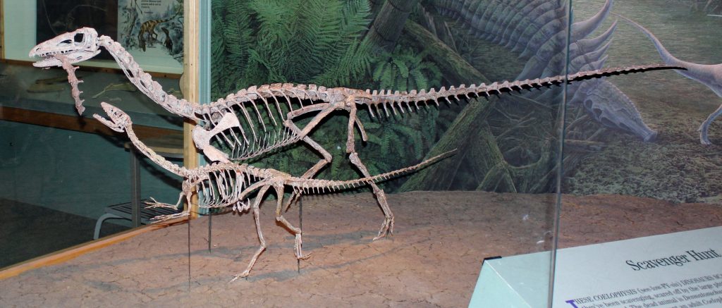 Khủng long xương khoang Coelophysis - 18