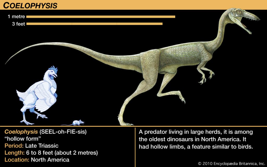 Khủng long xương khoang Coelophysis - 19