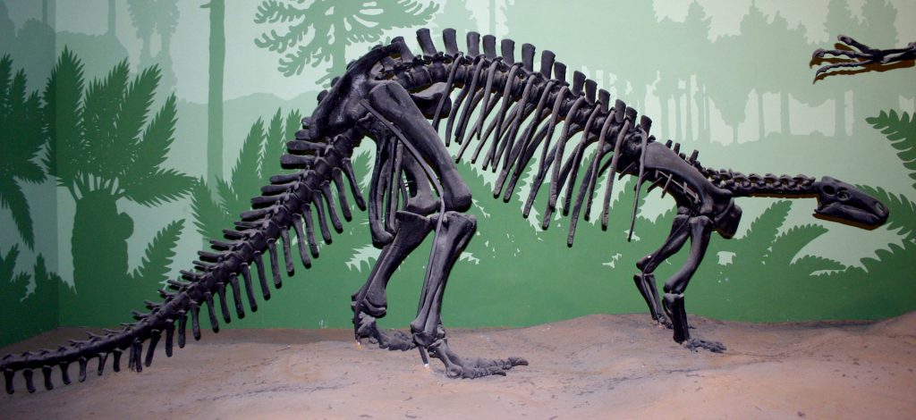Khủng long linh hoạt Camptosaurus - 19