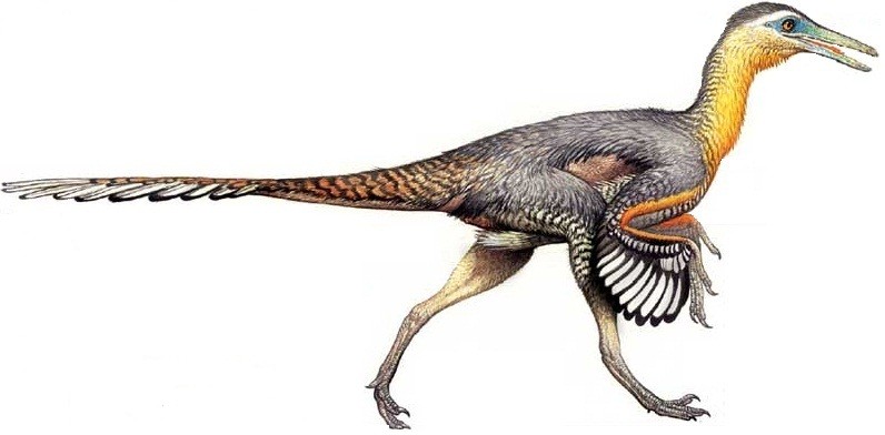 Khủng long kền kền Buitreraptor - 2