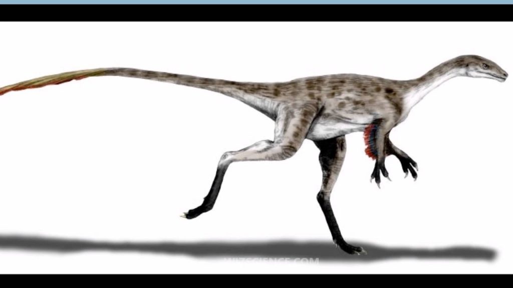 Khủng long đuôi rỗng Coelurus - 2