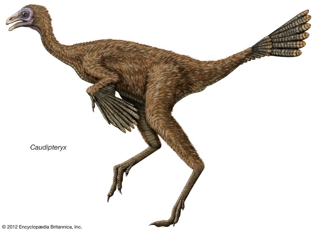 Khủng long đuôi lông vũ Caudipteryx - 2