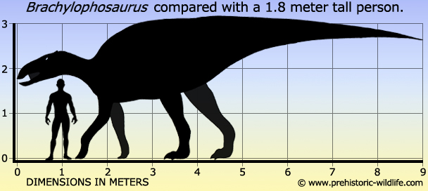 Khủng long mào ngắn Brachylophosaurus - 3