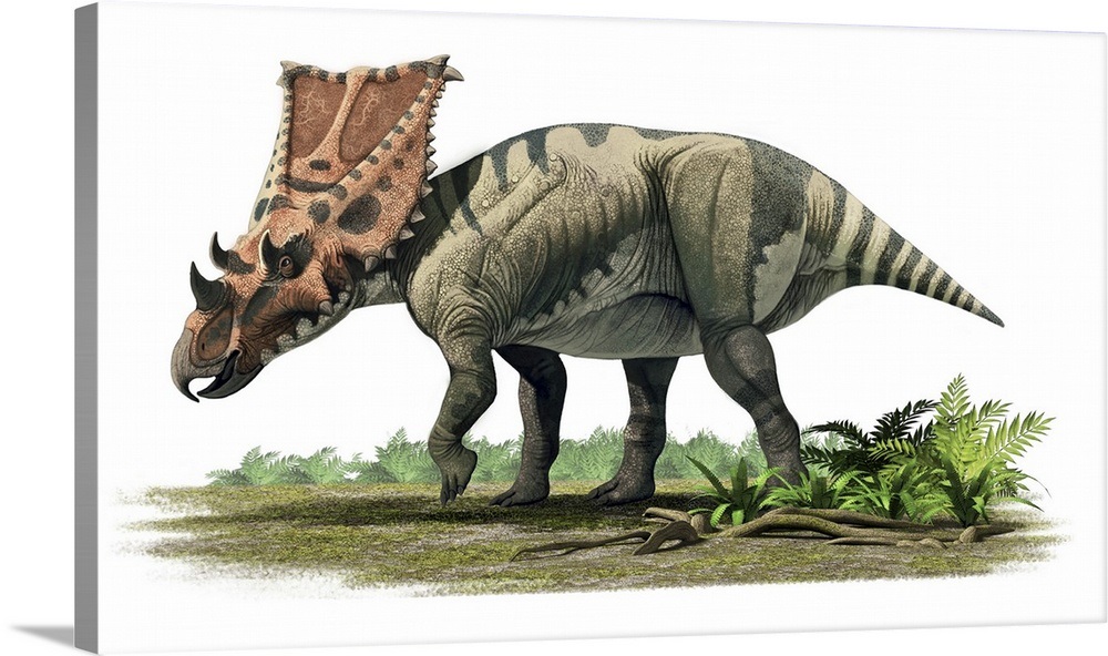 Khủng long tê giác Chasmosaurus - 4