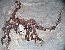 Khủng long khoang rỗng Camarasaurus - 4