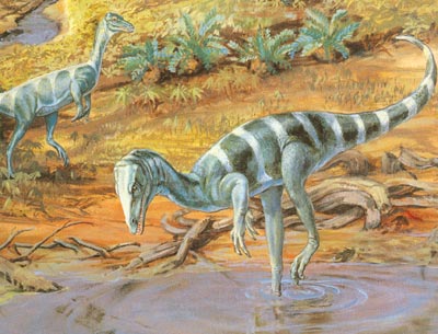 Khủng long xương khoang Coelophysis - 4