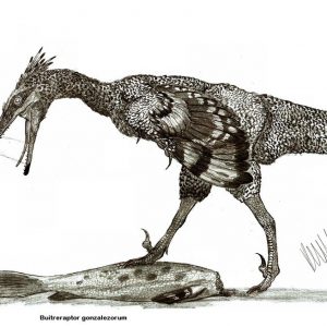 Khủng long kền kền Buitreraptor - 5