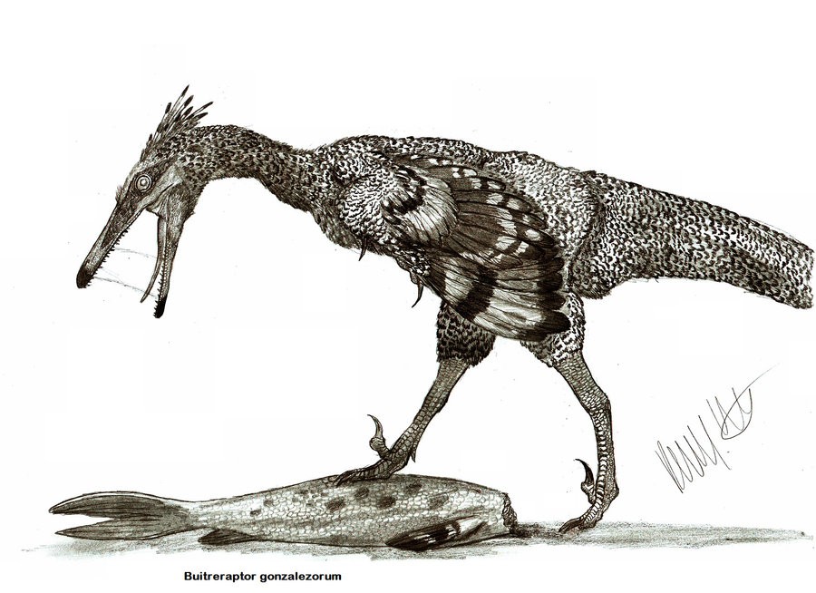 Khủng long kền kền Buitreraptor - 5