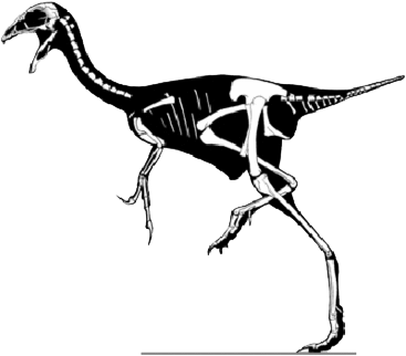 Khủng long đuôi lông vũ Caudipteryx - 5