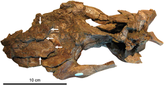 Khủng long mào ngắn Brachylophosaurus - 5