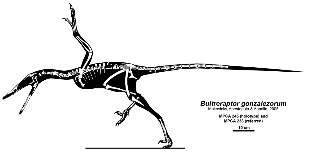 Khủng long kền kền Buitreraptor - 6