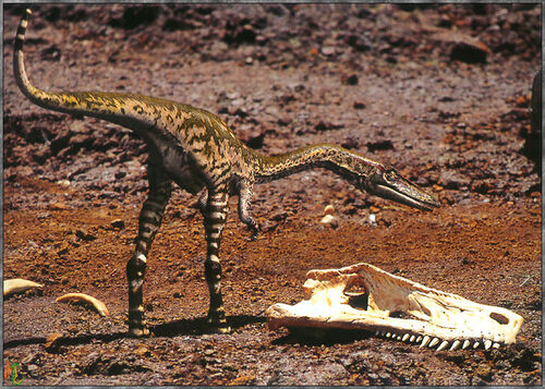 Khủng long xương khoang Coelophysis - 6