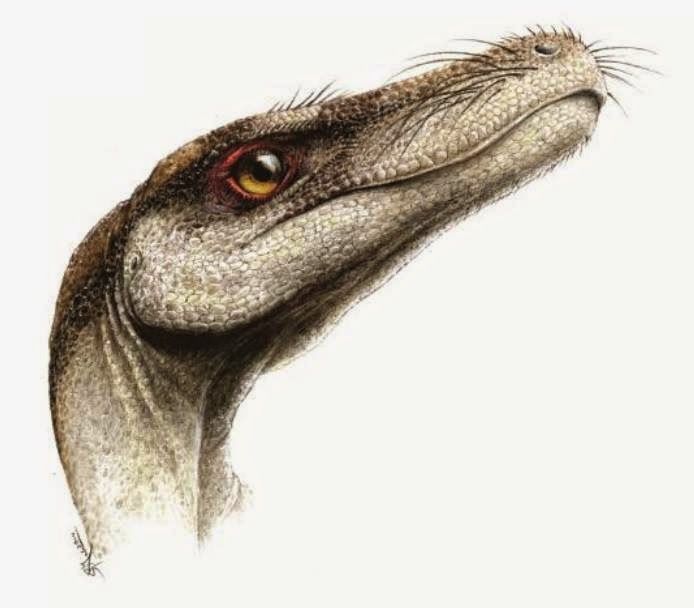 Khủng long đuôi rỗng Coelurus - 6