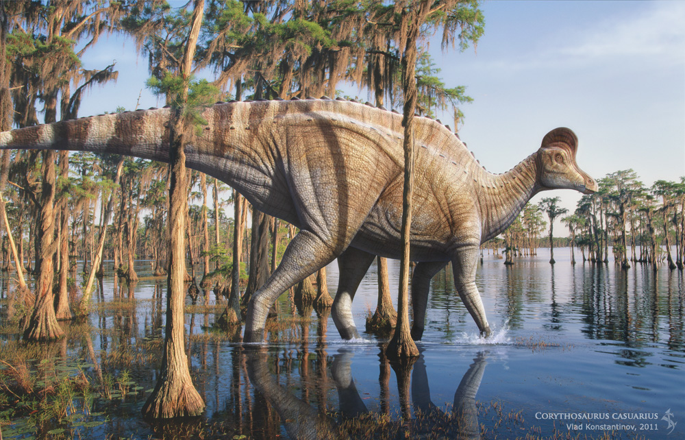 Khủng long mũ sắt Corythosaurus - 7