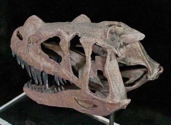 Khủng long sừng Ceratosaurus - 7