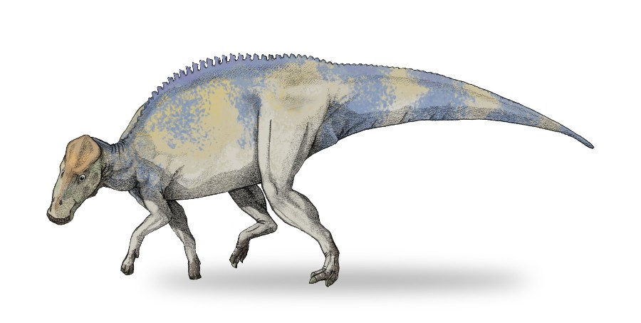 Khủng long mào ngắn Brachylophosaurus - 7