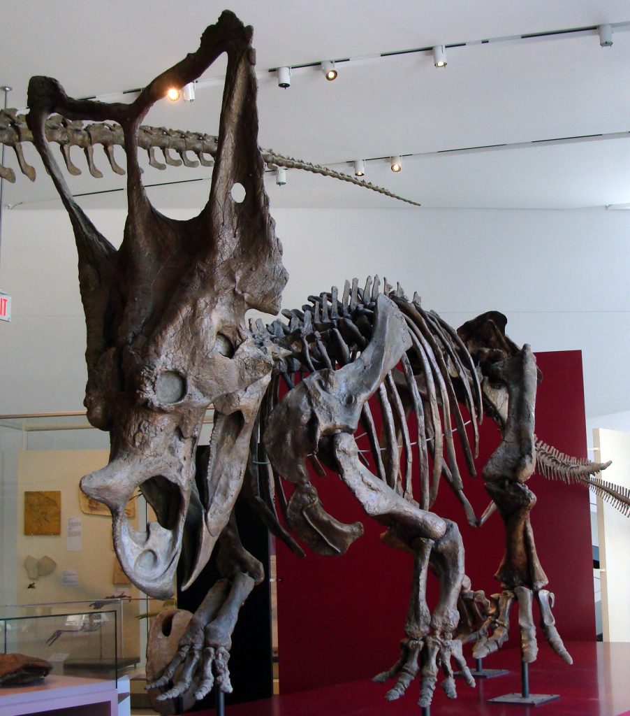 Khủng long tê giác Chasmosaurus - 8