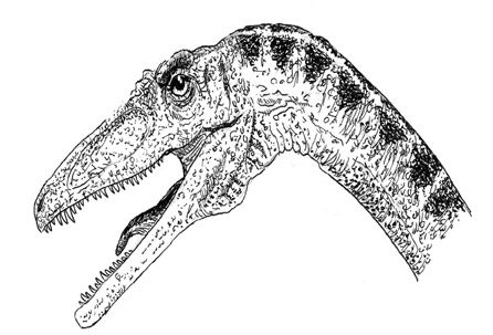 Khủng long xương khoang Coelophysis - 8