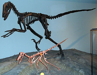 Khủng long kền kền Buitreraptor - 8
