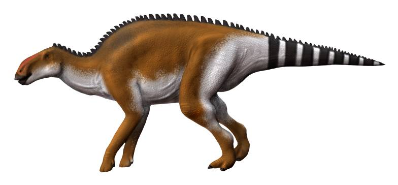 Khủng long mào ngắn Brachylophosaurus - 8